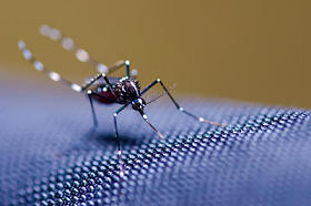 白纹伊蚊的蚊子图片