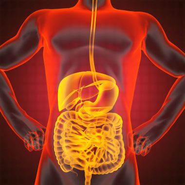 人類內(nèi)臟射線照相圖片