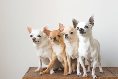 四个年轻、 可爱、 可爱的国内品种哺乳动物的吉娃娃小狗朋友坐在老式木箱上。宠物室内一起环顾四周，并询问。可怜的柔和人像。狗的全家福