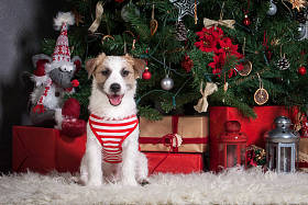 狗。青年杰克罗素梗犬圣诞节背景