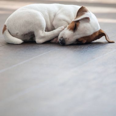 小狗趴在地板上睡觉