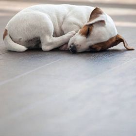 小狗趴在地板上睡觉