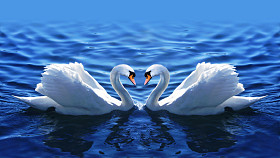 两只天鹅在湖中的爱