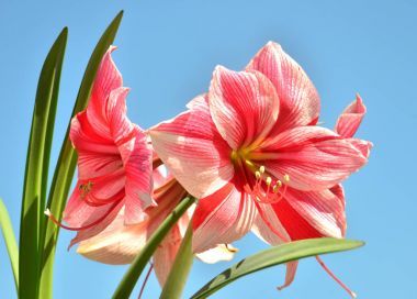 蓝蓝的天空背景上的孤挺花粉色花束。佛罗里达州