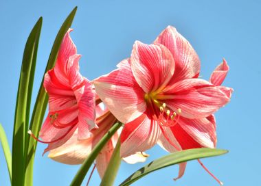 蓝蓝的天空背景上的孤挺花粉色花束。佛罗里达州