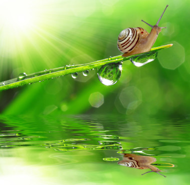 蝸牛上露水的草圖片