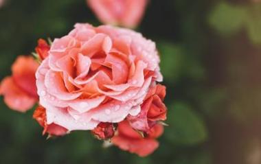 绽放玫瑰水与雨滴在绿色背景上，花为爱女性和母亲，新鲜美丽的玫瑰特写，嘲笑文本，粉红春天花束，浪漫卡照片