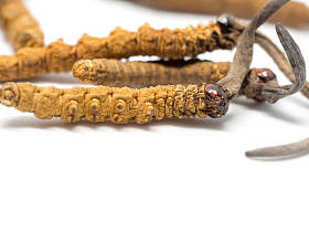 clouse 冬虫夏草中 （冲曹、 东冲霞曹） 这是草药。在治疗疾病的药用特性