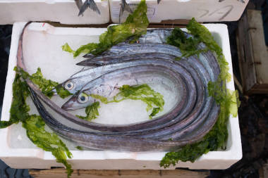 在市場中的 lepidopus 尾