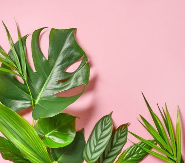 各种热带树叶图片