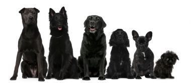 群黑犬坐，從高到較小的反對(duì)白色背景