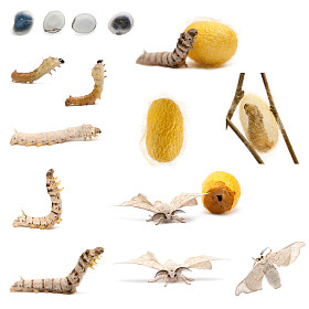 完成家蚕、 白色背景的演变