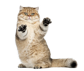 金色阴影英语速记7个月大坐在白色背景