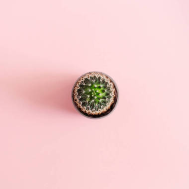 小小的仙人球花在花盆上粉紅色背景