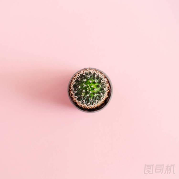 小小的仙人球花在花盆上粉紅色背景
