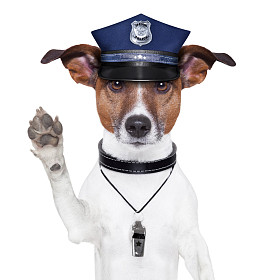 警犬图片
