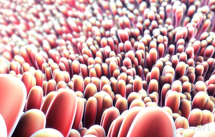 3d. 小腸絨毛顯微特寫(xiě)的圖示