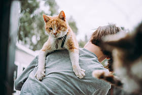 在塞浦路斯的猫住房图片