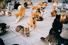在塞浦路斯的猫住房图片
