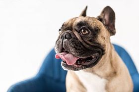 搞笑斗牛犬