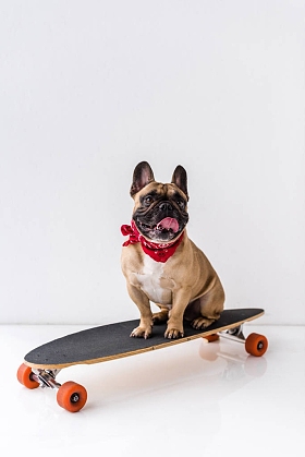 坐在滑板上的斗牛犬