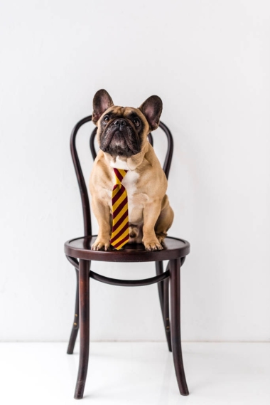 法國斗牛犬在條紋領帶