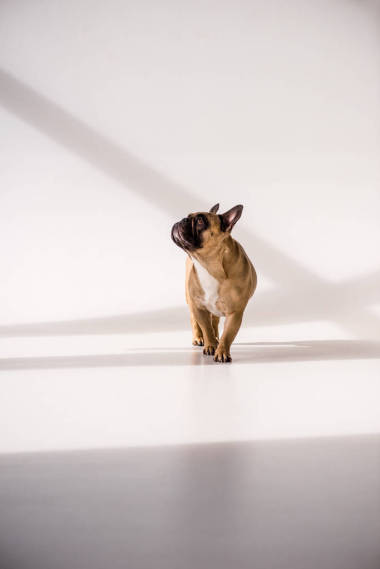 純種法國斗牛犬圖片