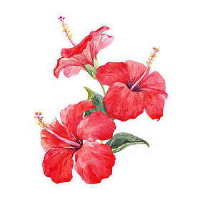 水彩芙蓉组成图片