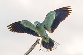 滚子鸟，Coracias garrulus