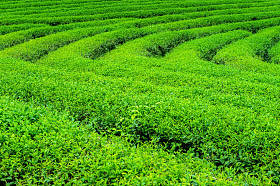 绿色茶芽和叶。在早上的绿色茶园。自然背景