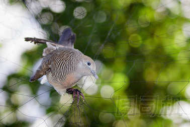 Bird(dove) 圖像附加到網(wǎng)。動物