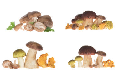 不同類型的蘑菇