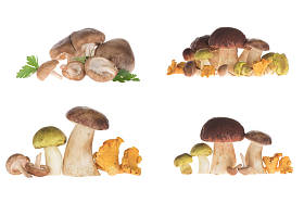 不同类型的蘑菇