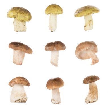 不同類型的蘑菇