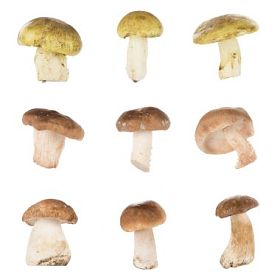 不同类型的蘑菇