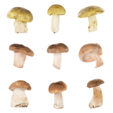 不同类型的蘑菇