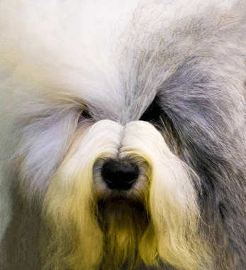 短尾猫的狗。短尾猫狗狗写真