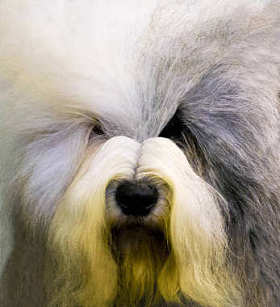 短尾猫的狗。短尾猫狗狗写真