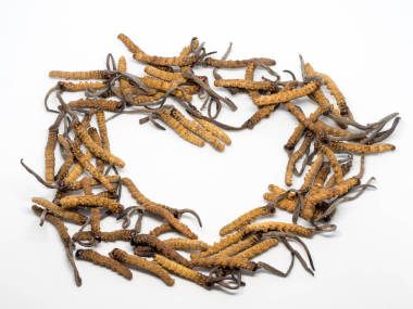 密切了冬蟲(chóng)夏草中 （沖曹、 東沖霞曹） 或蘑菇蟲(chóng)草這是草藥。在治療疾病的藥用特性