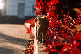 在红叶背景上的美丽的猫
