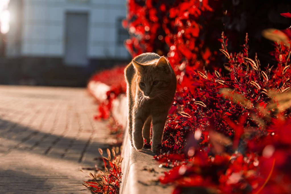 在红叶背景上的美丽的猫 在红叶背景上的美丽的猫