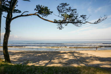 海岸線上的樹圖片