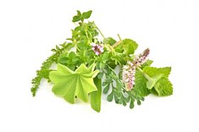 孤立的新鲜绿色草药图片