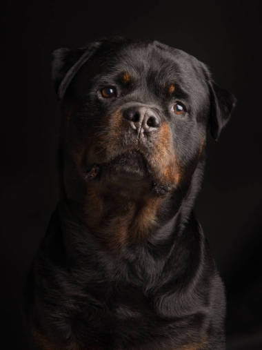 黑色背景的獵犬肖像圖片