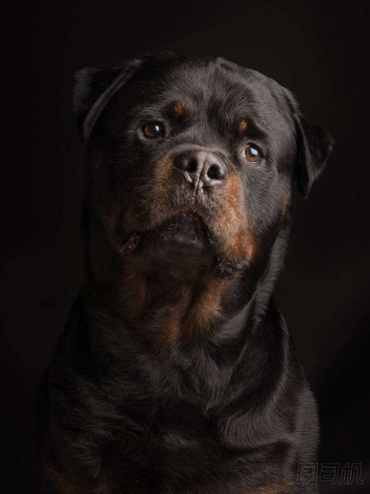 黑色背景的獵犬肖像圖片