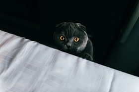英国灰色毛茸茸的猫从黑暗中看着相机。可怕的和邪恶的宠物枪口特写肖像。家养动物, 大恶魔黄色的眼睛看着相机。怪异而魔鬼的野脸