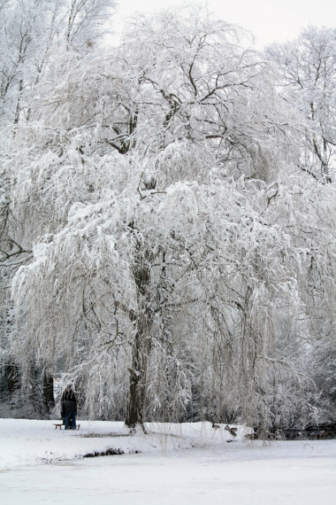 霜在冬天風(fēng)景樹(shù)圖片