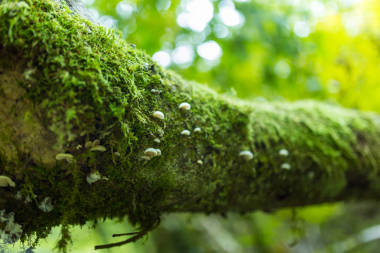 苔蘚覆蓋的樹(shù)皮