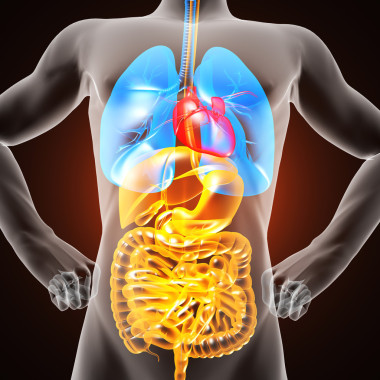 人類內(nèi)臟射線照相圖片