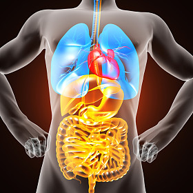 人类内脏射线照相图片